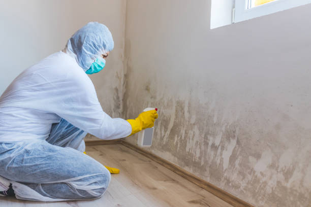 Professional mold removal team in Thorofare